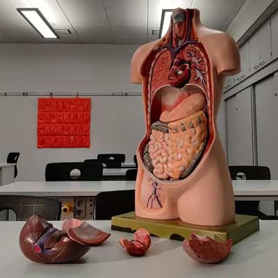 human body model