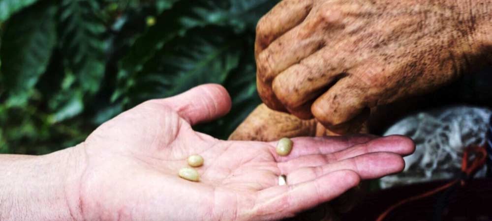closeup of hands transferring coffee beans